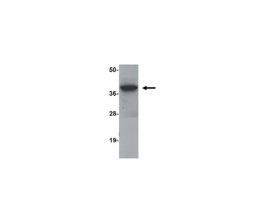 62-8462-72 Anti-SIRT4 Antibody ABE800 ABE800