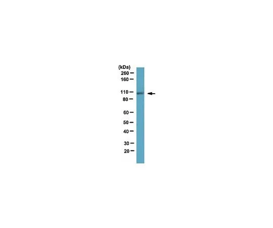 62-8454-55 Anti-GluR-2, C-terminus; 100 μL AB10529
