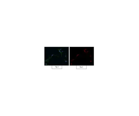 62-8372-34 Anti-Active-β-Catenin Antibody, clone 8E7, Alexa Fluor(R) 647 05-665-AF647