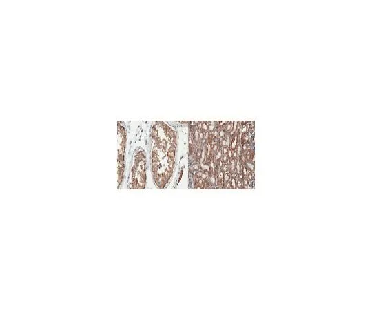 62-8466-22 Anti-Pannexin-1/PANX1 Antibody ABN242