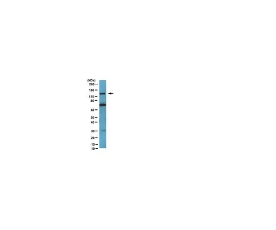 62-8454-48 Neuropilin 1; 100 μL AB10521
