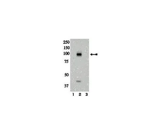 62-8386-77 anti-phospho-IR (Tyr972); 100 μL 07-838