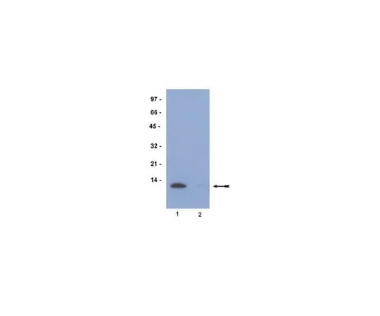 62-8368-03 Anti-acetyl-Histone H4 (Lys5), rabbit monoclonal; 100 μL 04-118
