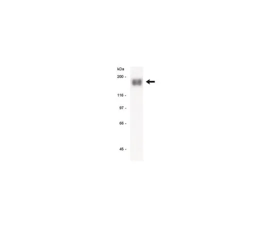 62-8370-39 Anti-EGFR, clone LA22; 250 μg 05-104