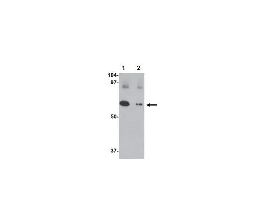 62-8458-93 Anti-Slc22A17 Antibody ABC846 ABC846