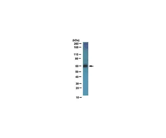 62-8454-56 Anti-GABA(A) receptor subunit gamma-2; 100 μL AB10532