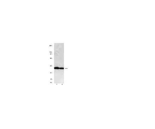 62-8371-11 Anti-PP2A, C subunit, clone 1D6; 200 μg 05-421