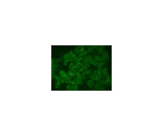 62-8454-58 Anti-Neurogenin-3 (rabbit polyclonal); 100 μl AB10535