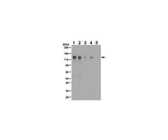 62-8383-48 Anti-phospho-FGFR-1 (Tyr653/Tyr654); 100 μg 06-1433