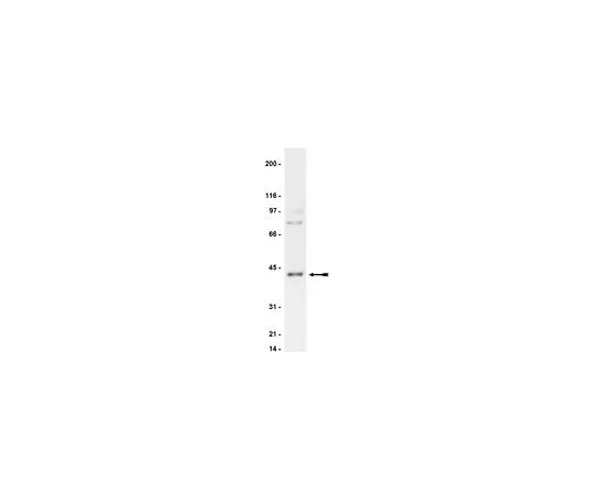 62-8382-29 Anti-PKA, NT; 200 μg 06-903