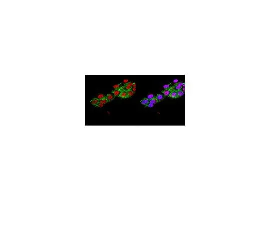 62-8451-03 Anti-Neurogenin 3, a.a. 80-93 of mo*** Neurogenin 3.; 100 μg AB5684