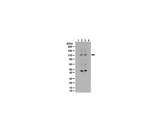 62-8457-11 Anti-phospho ULK1 Antibody (Thr574) Cat. No. ABC212 ABC212