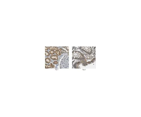 62-8466-42 Anti-Prohibitin Antibody Cat. No. ABN293 ABN293