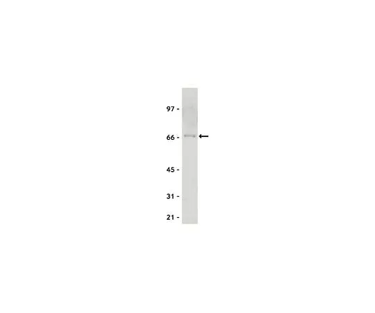 62-8381-58 Anti-Myc Tag; 200 μg 06-549
