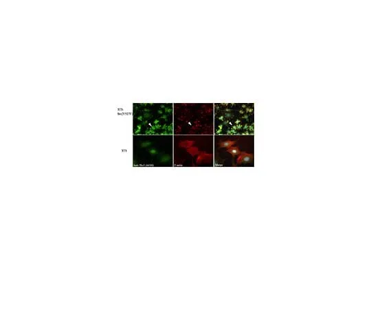 62-8389-67 Anti-TKS5 (SH3 #1); 100 μg 09-403