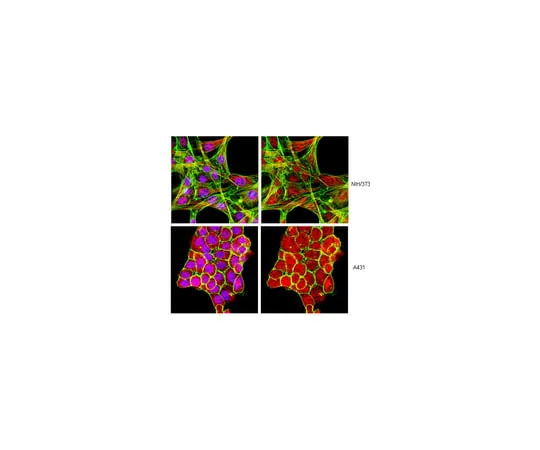 62-8369-37 Anti-SAP130, clone 1YO 1B10; 04-1549