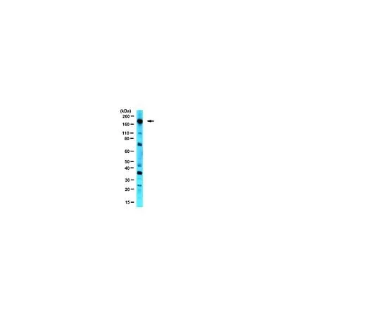 62-8388-34 Anti-eIF4G; 100 μL 07-1800