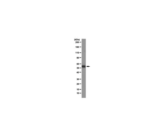 62-8375-49 Anti-G3BP1, clone 14E5-G9; 100 μg 5-38