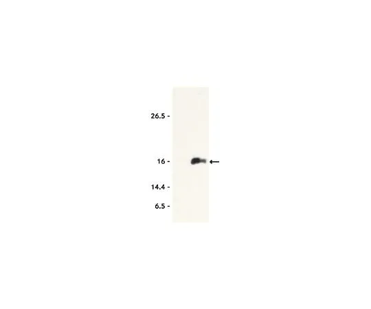 62-8382-44 Anti-acetyl Histone H3 (Lys9) Trial Size 06-942-S
