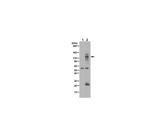 62-8464-62 Anti-phospho TIE2/TEK (Tyr992) ABF131