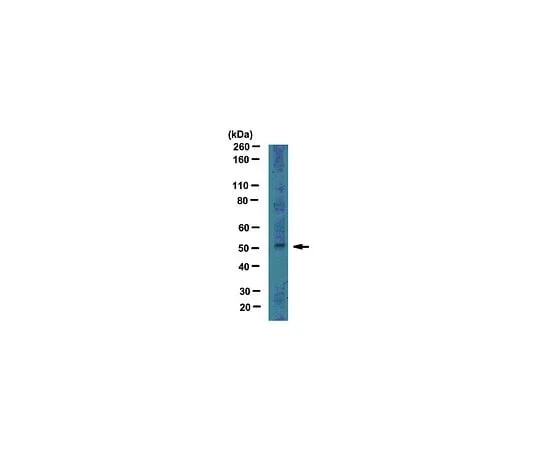62-8454-57 Anti-LMX-1; 100 μL AB10533