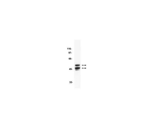 62-8371-06 Anti-GSK3, clone 4G-1E; 100 μg 05-412