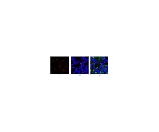 62-8463-34 Anti-Zinc finger protein Eos ABE1331