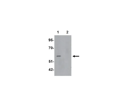 62-8459-90 Anti-ESRRB Antibody ABD137