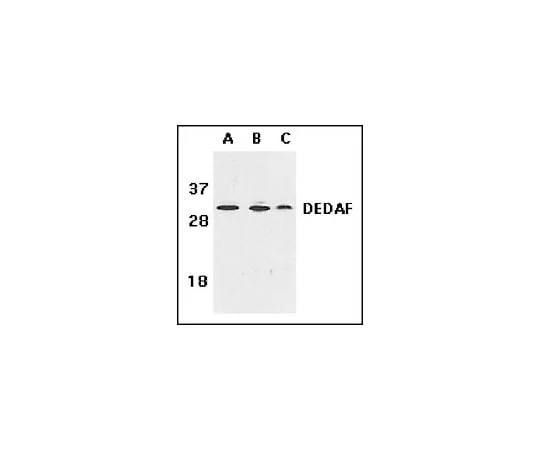 62-8448-33 Anti-DEDAF; 100 μg AB3637