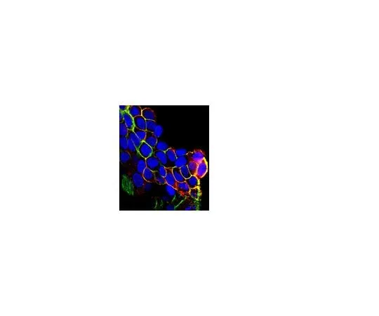 62-8389-64 Anti-phospho-EGFR (Tyr1069); 100 μL 09-310