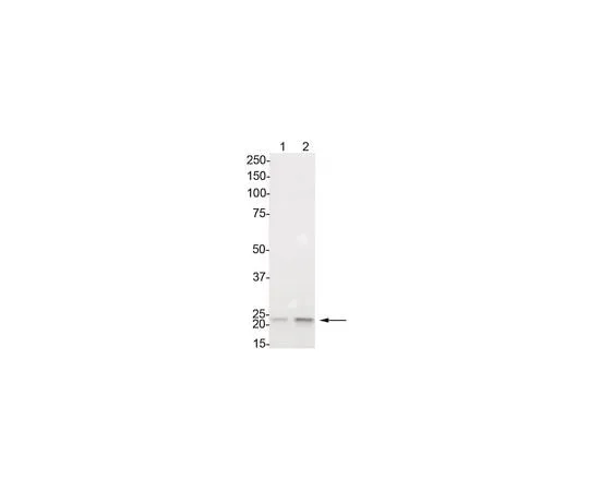 62-8387-07 Anti-phospho-HP1 gamma (Ser83); 100 μg 07-972