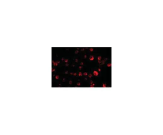 62-8462-66 Anti-MCG10 ABE794