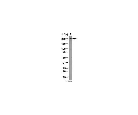 62-8460-85 Anti-N-CoR; 100 μg ABE251