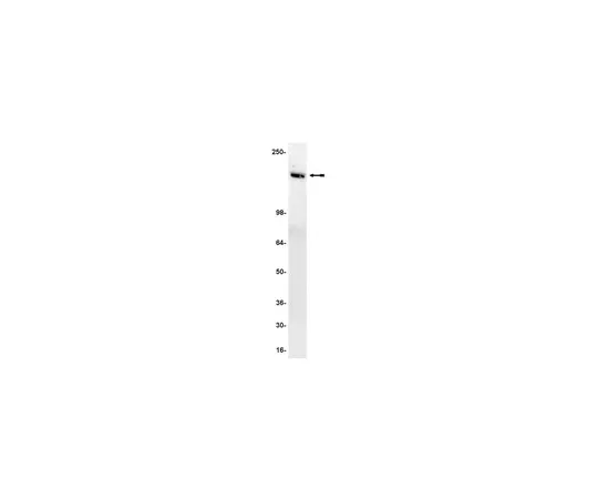 62-8371-83 Anti-Tie2/TEK, clone Ab33; 200 μg 05-584