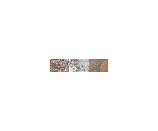 62-8385-90 Anti-Peroxiredoxin 1 07-609-I