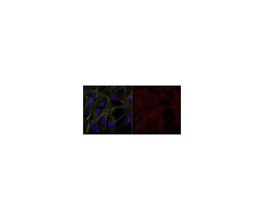 62-8444-94 Anti-Interleukin-1β Antibody, Alexa Fluor(R) 555 Conjugate AB1413-I-AF555