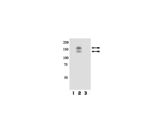 62-8386-68 Anti-phospho-Met (Tyr1230/Tyr1234/Tyr1235); 100 μL 07-810