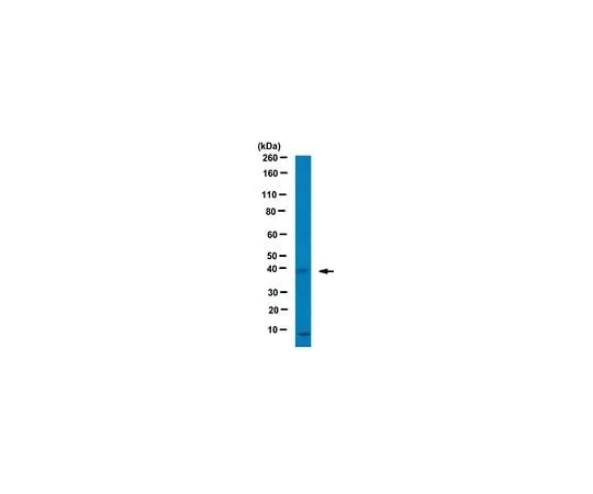 62-8463-16 Anti-WD repeat-containing protein 5 ABE1075 ABE1075