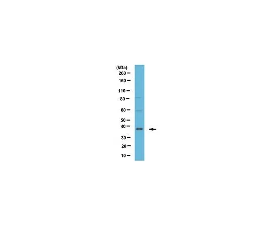 62-8463-04 Anti-CAVIN-3/PRKCDBP ABE1043