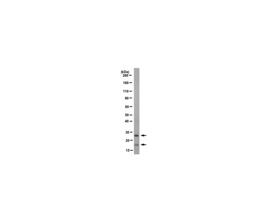 62-8368-13 Anti-CLEC9A, clone 10B4 04-148
