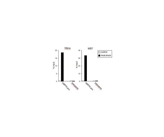 62-8463-05 Anti-HSF 1 ABE1044 ABE1044