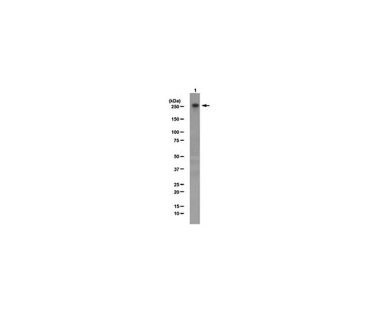62-8460-28 Anti-CHD-3; 100 μg ABE86