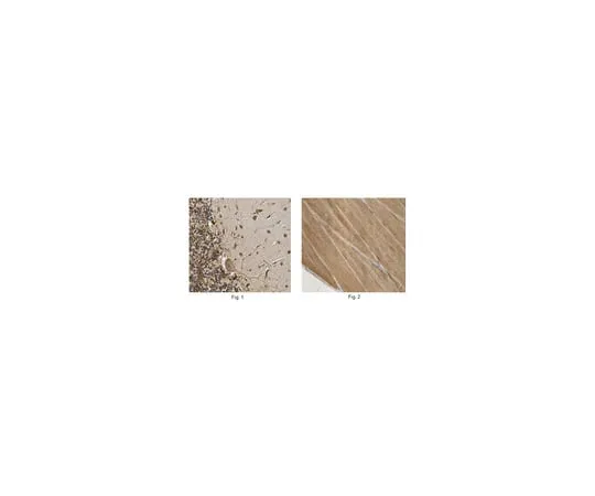 62-8371-22 Anti-Bin1, clone 99D (Ascites Free) 05-449-C
