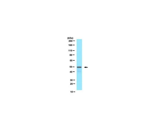 62-8456-97 Anti-PEX13 (peroxisomal membrane marker) ABC143