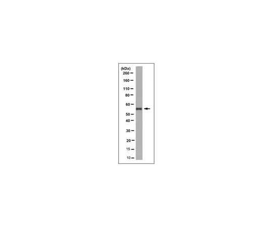 62-8370-37 Anti-HDAC1 Antibody, clone 2E10 05-100-I