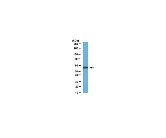 62-8462-99 Anti-ERp57 Antibody Cat. No. ABE1032 ABE1032