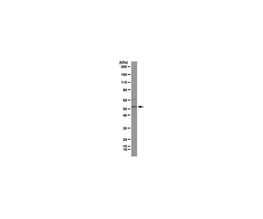 62-8369-09 Anti-hnRNP F, clone 3H4; 100 μg 04-1462