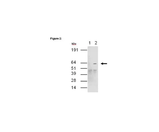 62-8367-47 RIPAb+(TM) CUGBP2; 10 assays 03-119