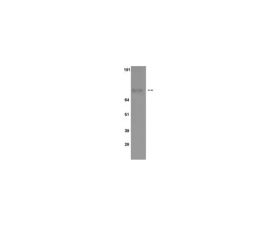 62-8368-32 Anti-phospho-STAT1 (Ser 727), clone 12C5; 100 μg 04-478