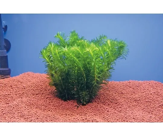3-5208-01 Egeria Densa, Water Grass for Research